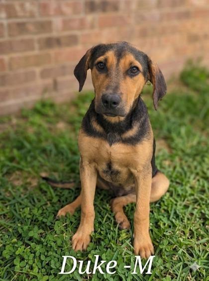 Duke, Adoptable, Adult Male Hound & Mixed Breed.