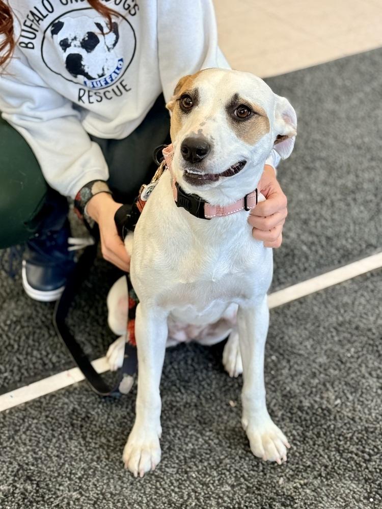 Enlarge Piper, a Adoptable mixed breed in Amherst, NY image 1/5