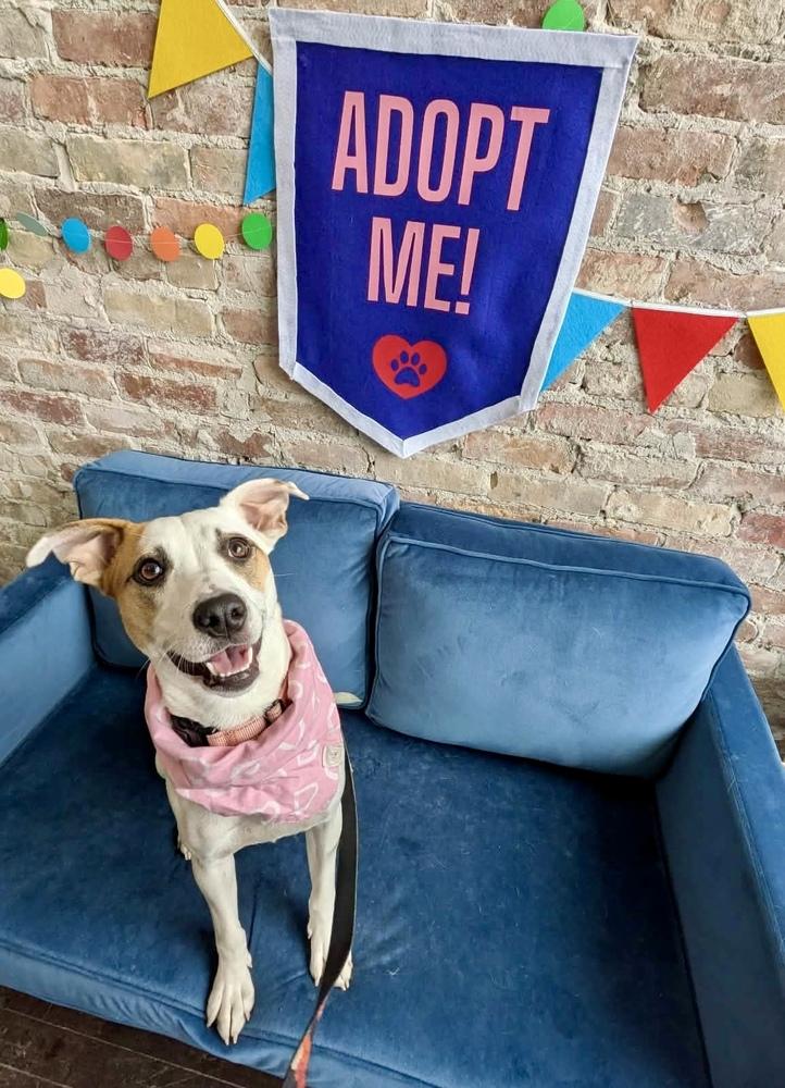 Enlarge Piper, a Adoptable mixed breed in Amherst, NY image 5/5