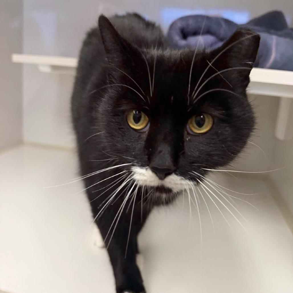 Enlarge Tux, a Adoptable Domestic Short Hair in Drumheller, AB image 1/2
