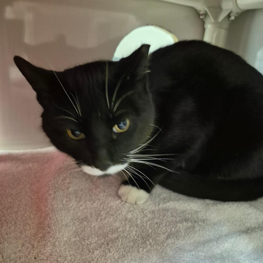 Enlarge Tux, a Adoptable Domestic Short Hair in Drumheller, AB image 1/1