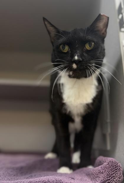 Myrtle, Adoptable, Young Female Domestic Short Hair & Domestic Short Hair.