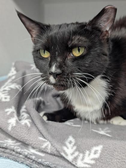 Myrtle, Adoptable, Young Female Domestic Short Hair & Domestic Short Hair.