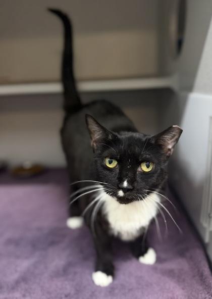 Enlarge Myrtle, a Adoptable Domestic Short Hair in Bensalem, PA image 3/3