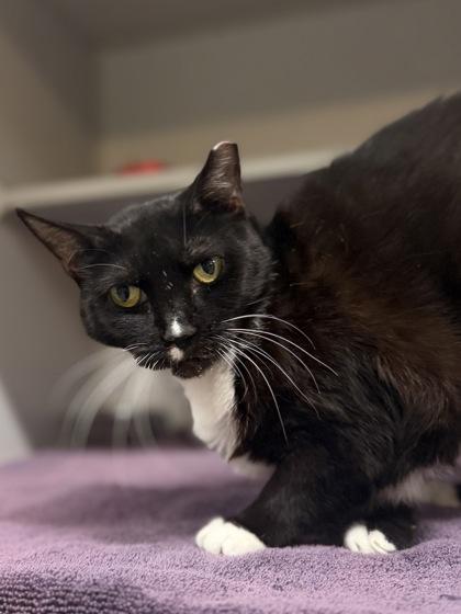 Myrtle, a Adoptable Domestic Short Hair in Bensalem, PA image 3/3