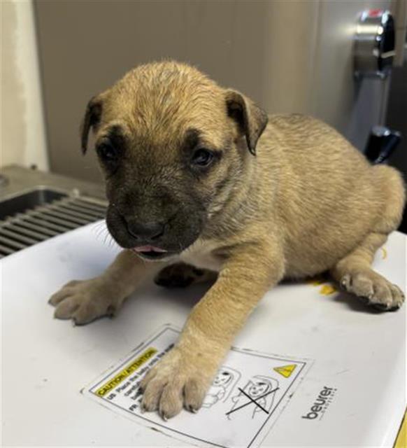 A250840, Adoptable, Puppy Female German Shepherd Dog & Mixed Breed.