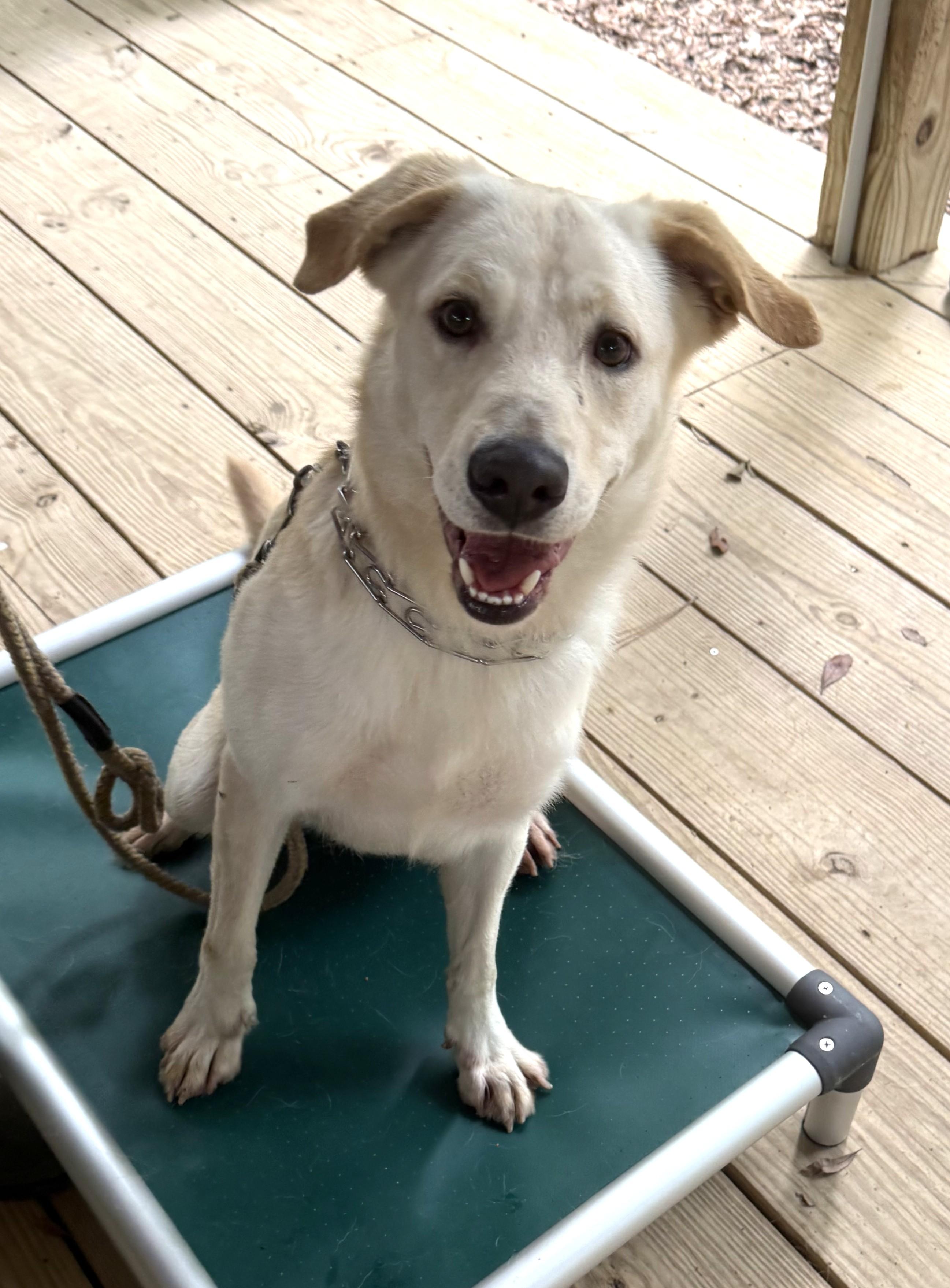 Finnie, a ADOPTABLE mixed breed in Point Clear, AL image 2/6
