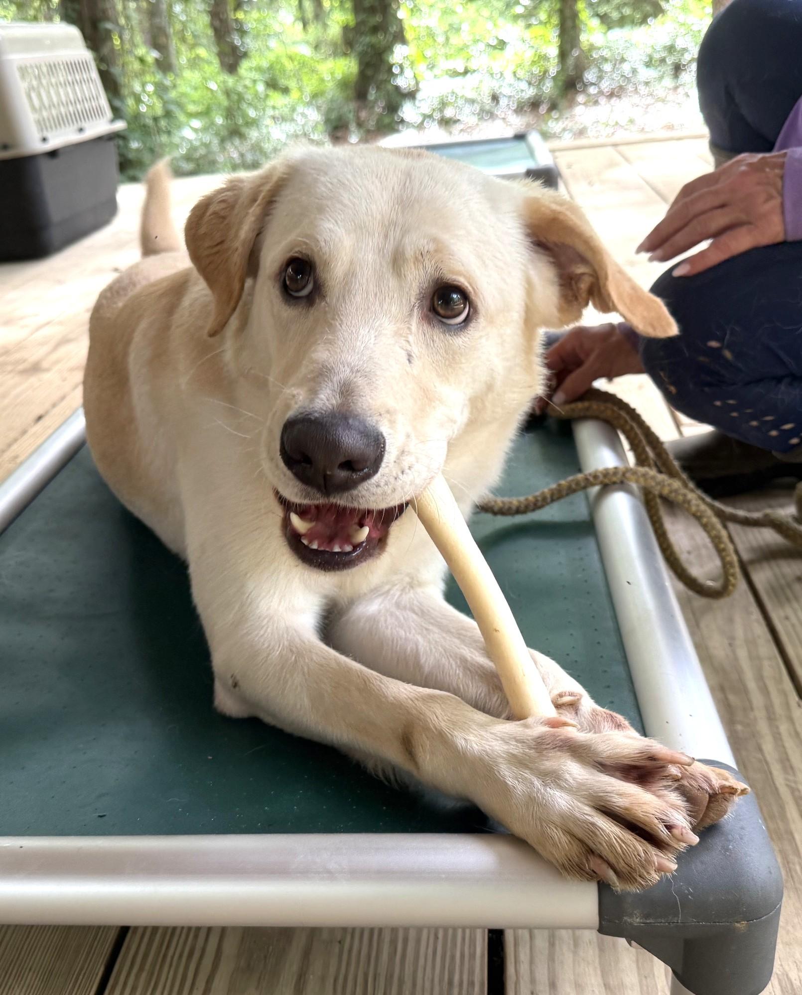 Finnie, a ADOPTABLE mixed breed in Point Clear, AL image 3/6