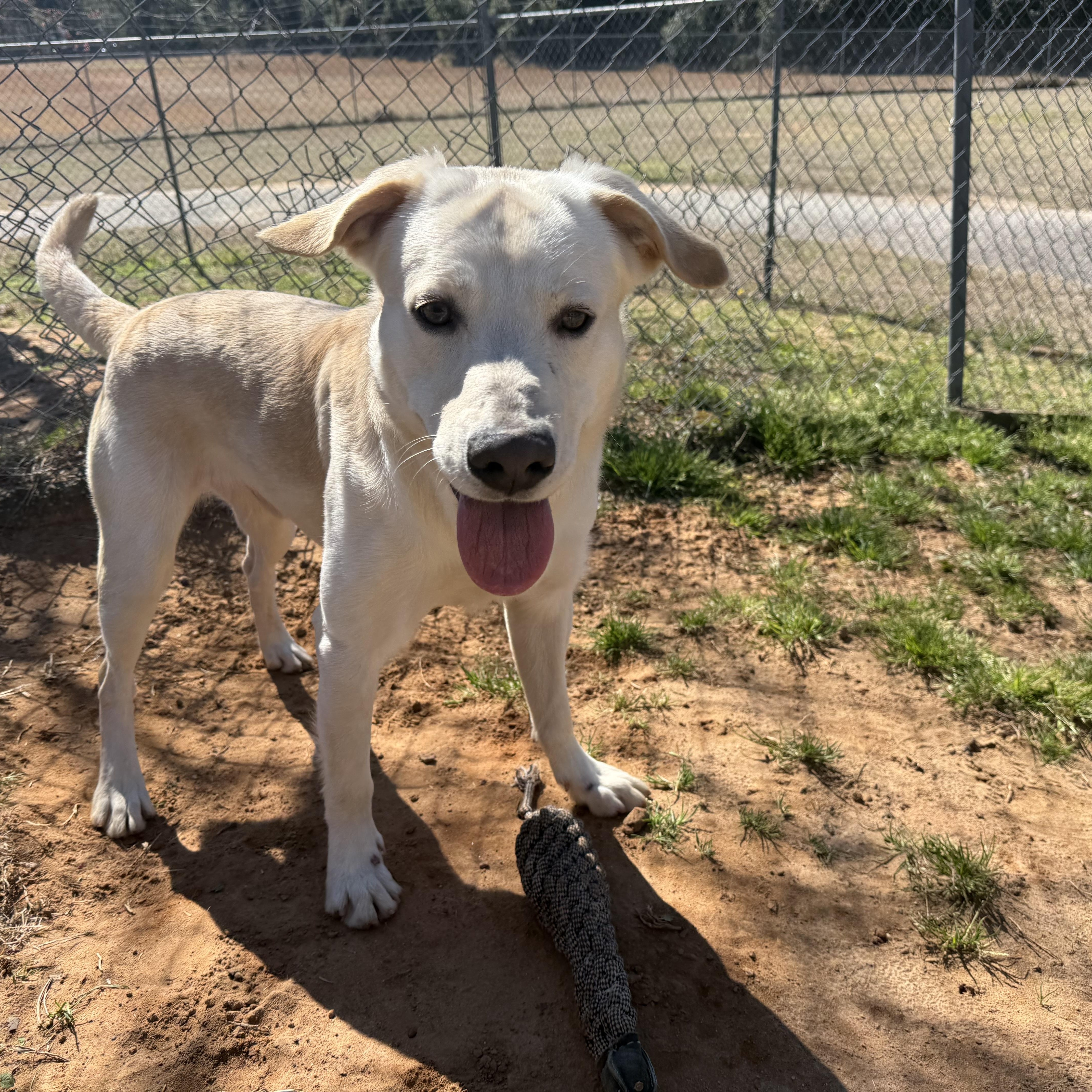 Finnie, a ADOPTABLE mixed breed in Point Clear, AL image 6/6