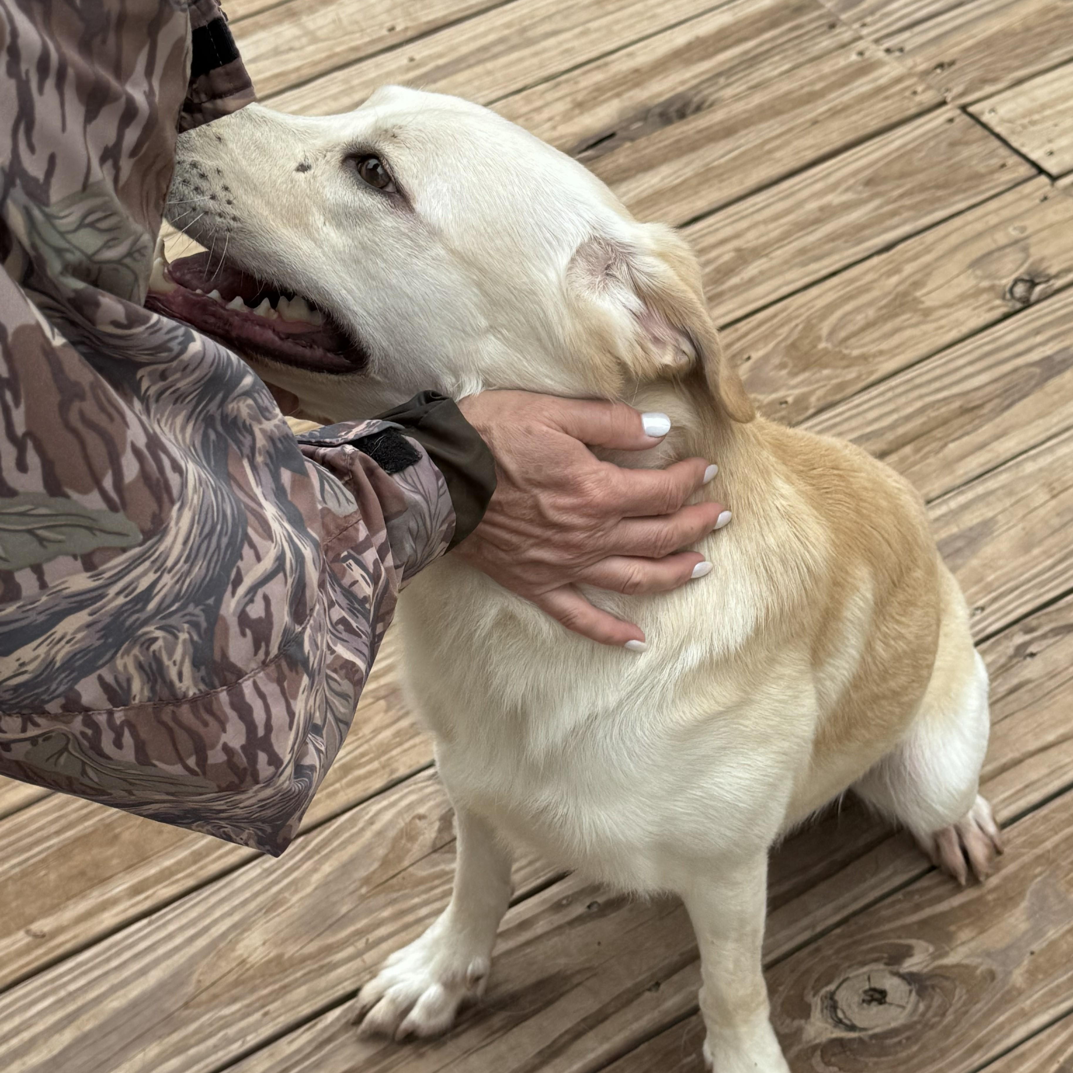 Finnie, a ADOPTABLE mixed breed in Point Clear, AL image 5/6