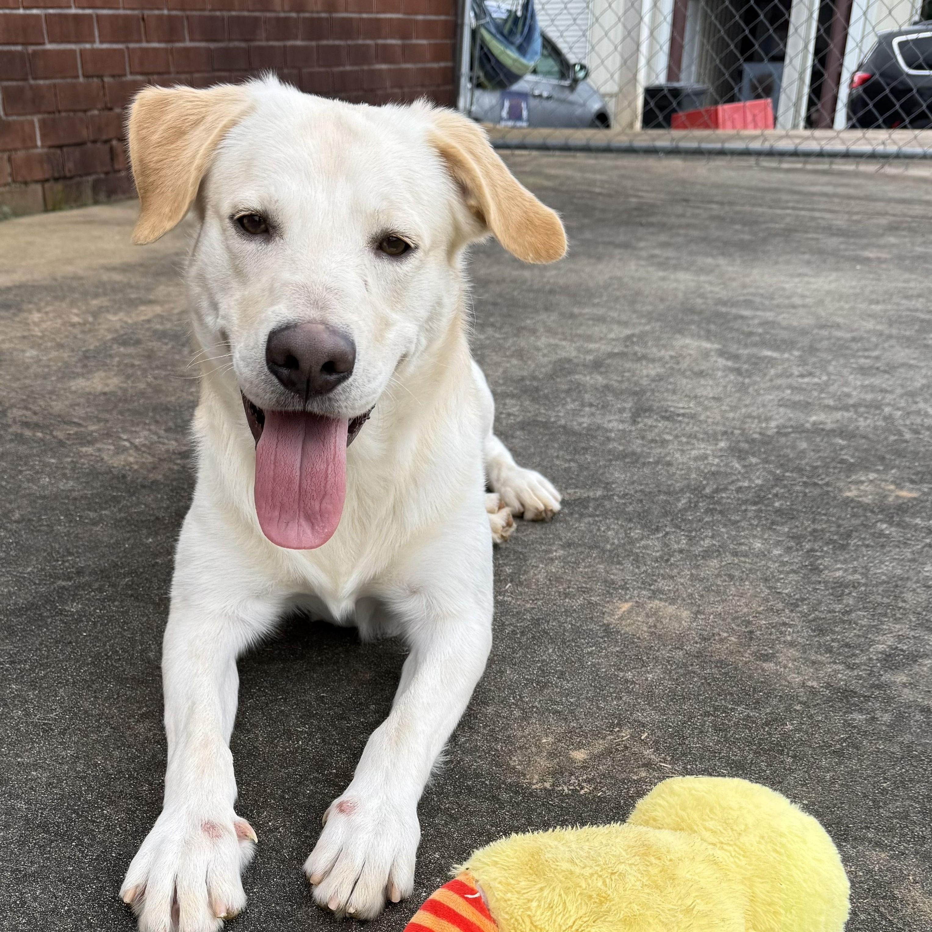 Finnie, ADOPTABLE, Young Male Labrador Retriever.