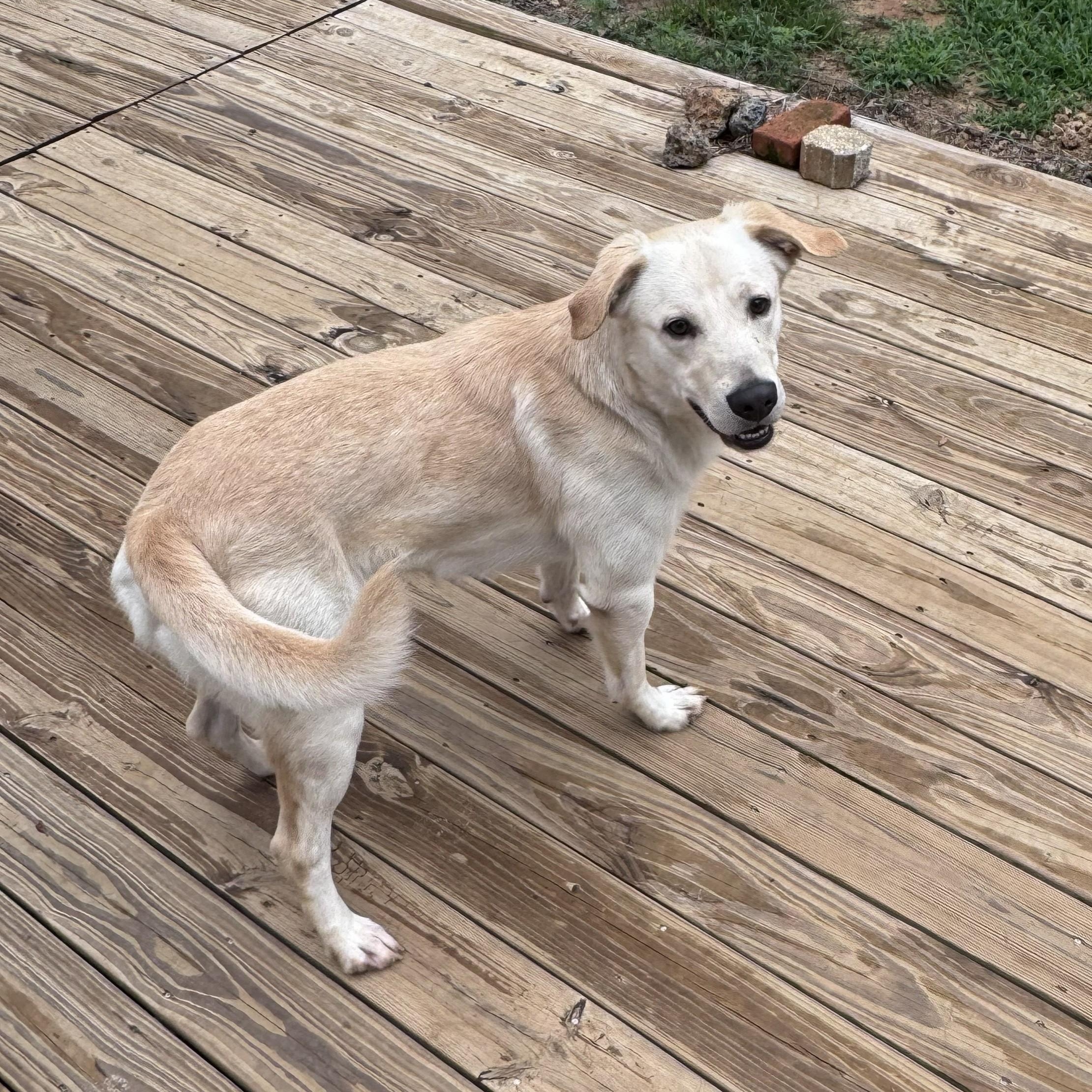 Finnie, a ADOPTABLE mixed breed in Point Clear, AL image 4/6