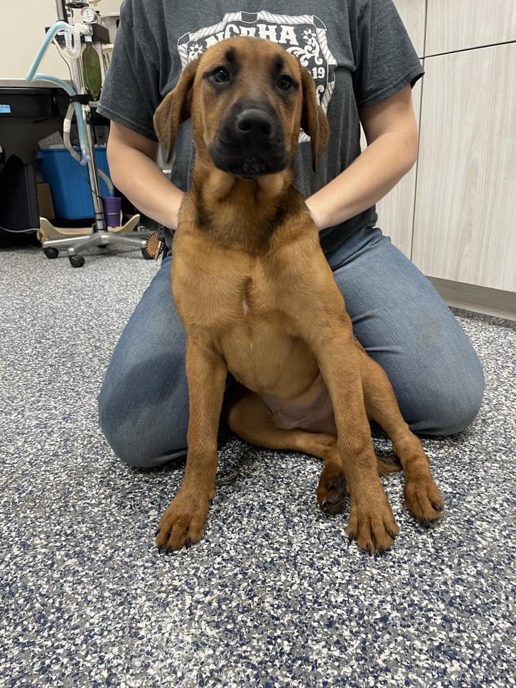 Sam, Adoptable, Puppy Male Mixed Breed.