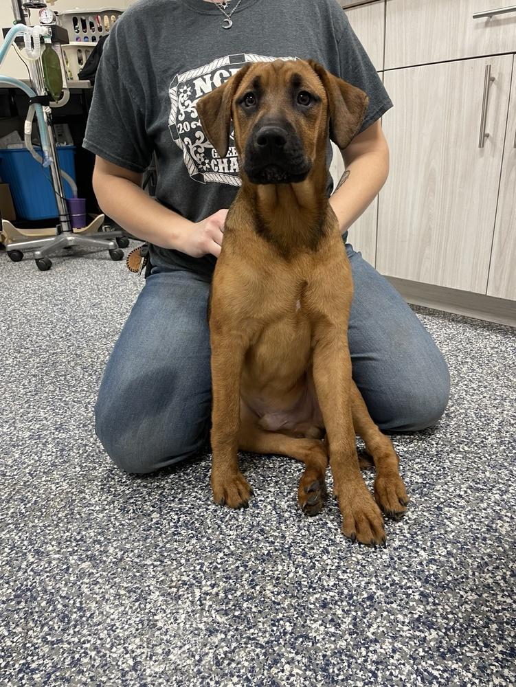 Enlarge Sam, a Adoptable mixed breed in Bemidji, MN image 2/3