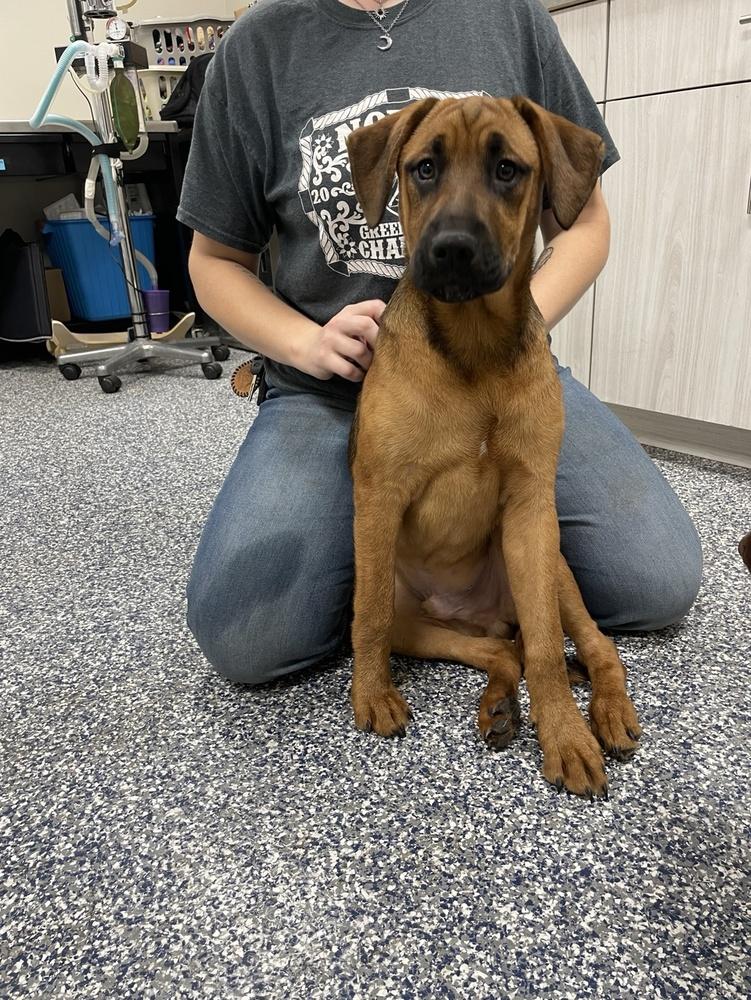 Enlarge Sam, a Adoptable mixed breed in Bemidji, MN image 3/3