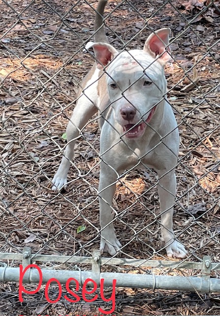Posey, Adoptable, Adult Female American Staffordshire Terrier.