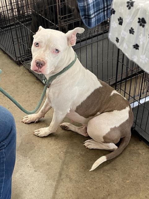 Enlarge Posey, a Adoptable mixed breed in Cairo, GA image 2/3