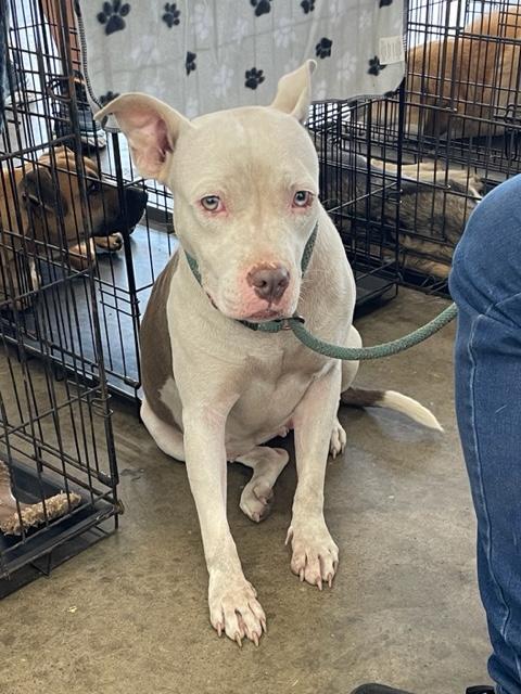 Enlarge Posey, a Adoptable mixed breed in Cairo, GA image 3/3