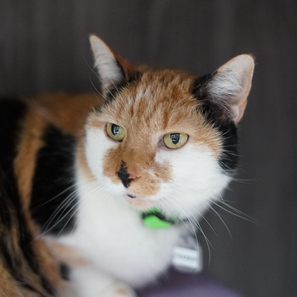 Frankie, Adoptable, Senior Female Domestic Short Hair.