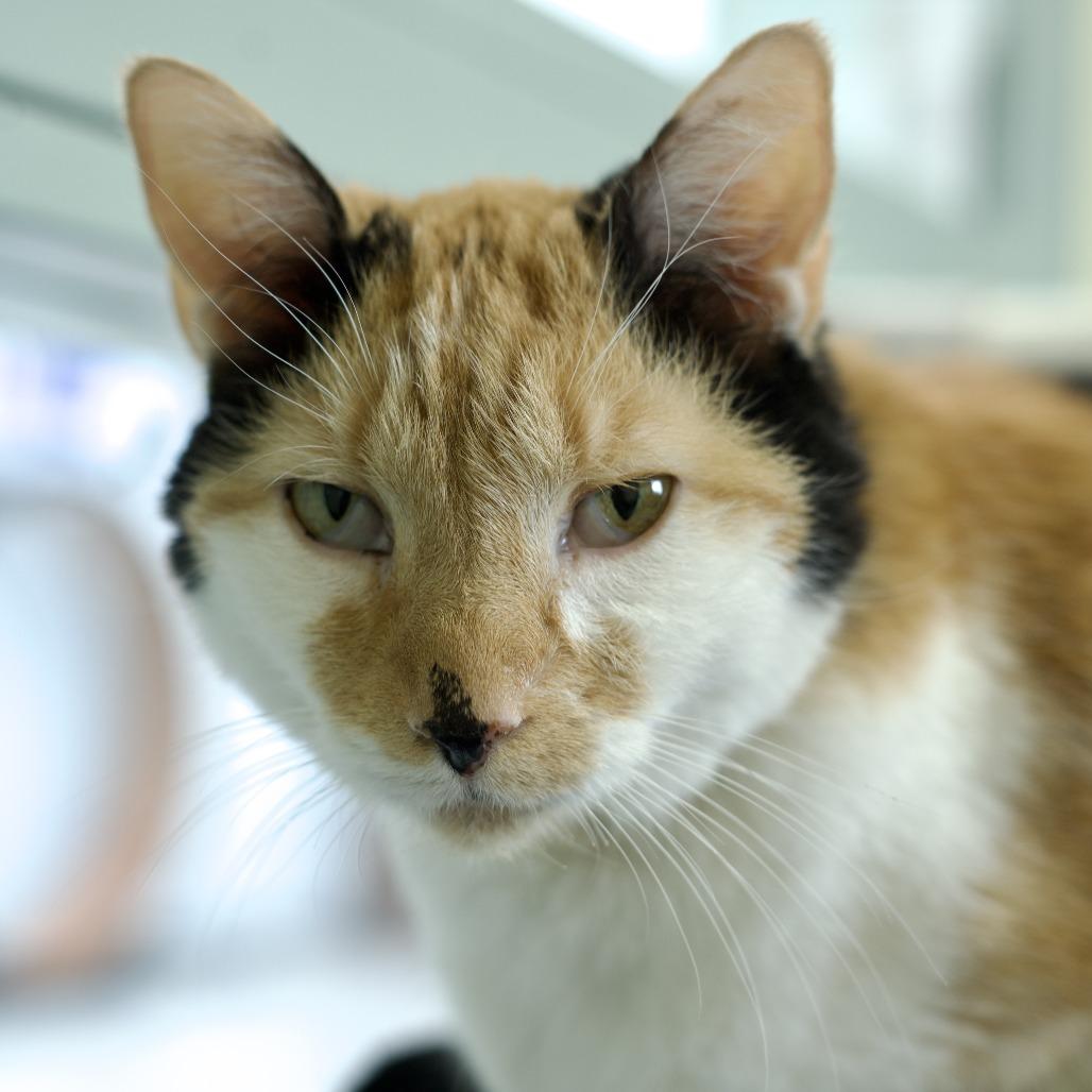 Frankie, a Adoptable Domestic Short Hair in Lakewood, CO image 2/6