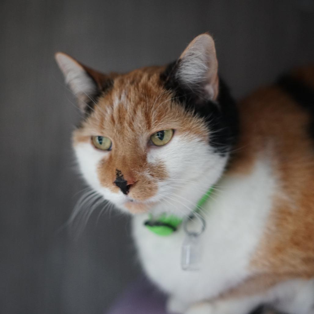 Frankie, a Adoptable Domestic Short Hair in Lakewood, CO image 3/6