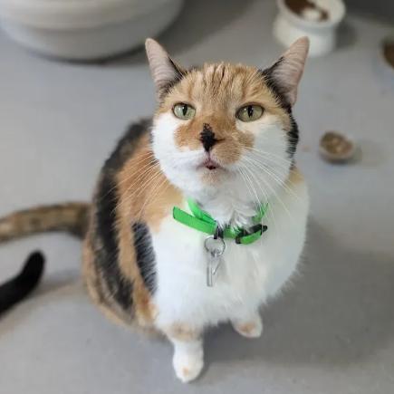 Frankie, a Adoptable Domestic Short Hair in Lakewood, CO image 4/6