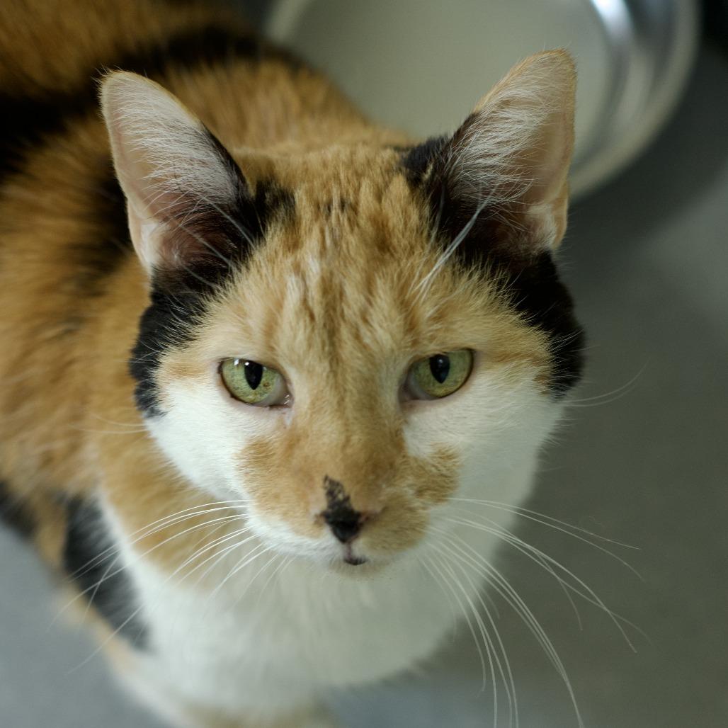 Frankie, a Adoptable Domestic Short Hair in Lakewood, CO image 5/6