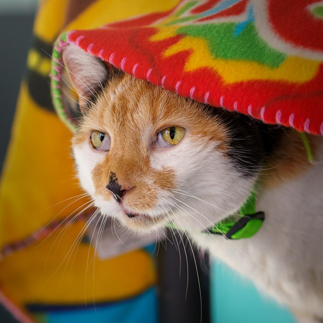 Frankie, a Adoptable Domestic Short Hair in Lakewood, CO image 6/6