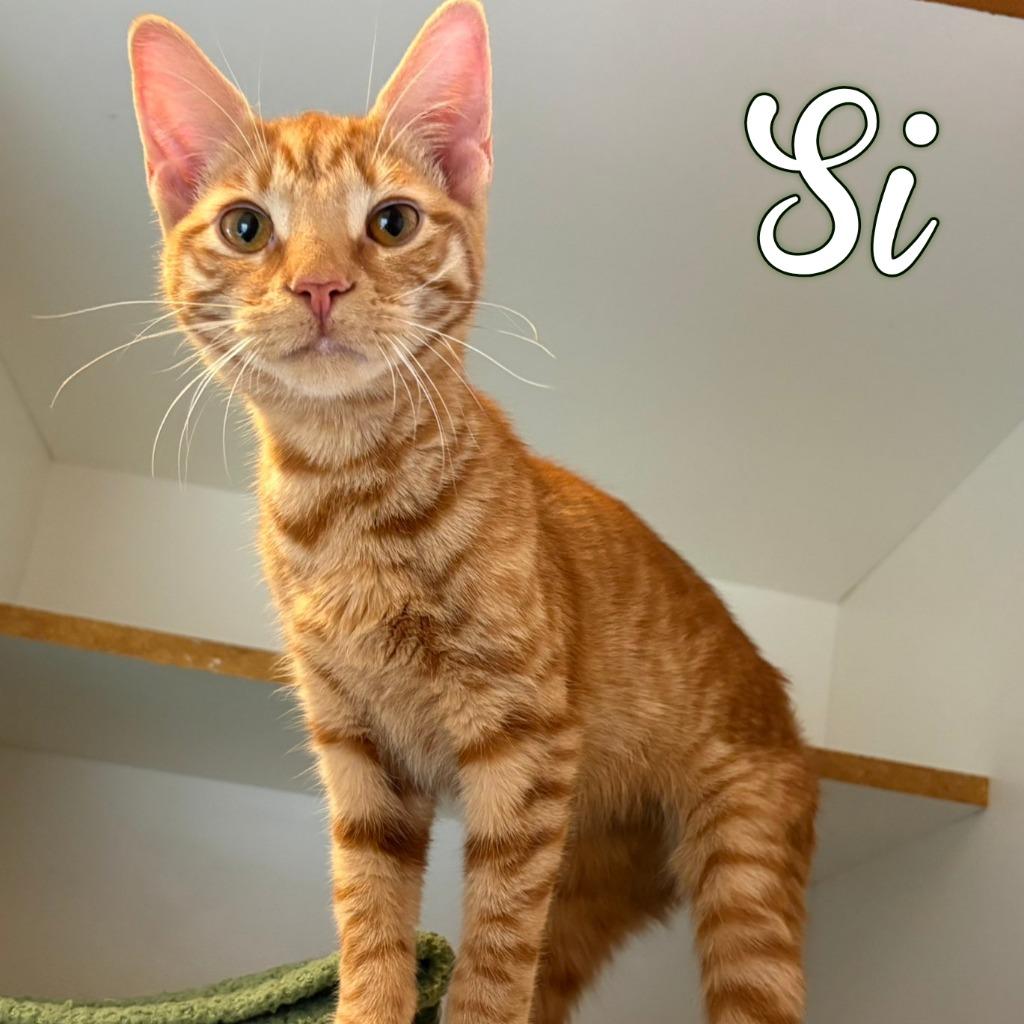 Enlarge Si, a Adoptable Domestic Short Hair in Hillsboro, OH image 1/1
