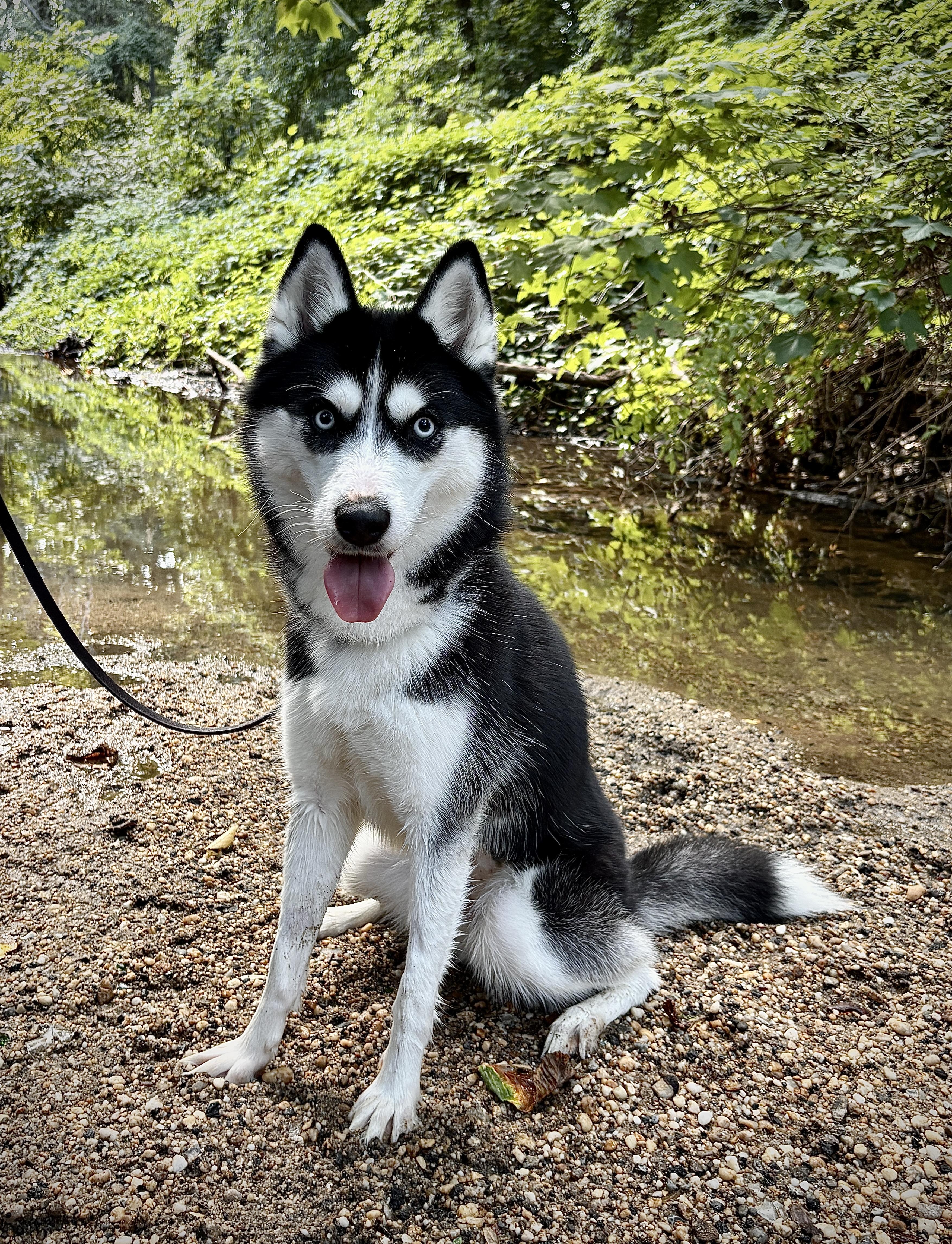 Enlarge Kaya, a ADOPTABLE Pomsky in Port Washington, NY image 3/4