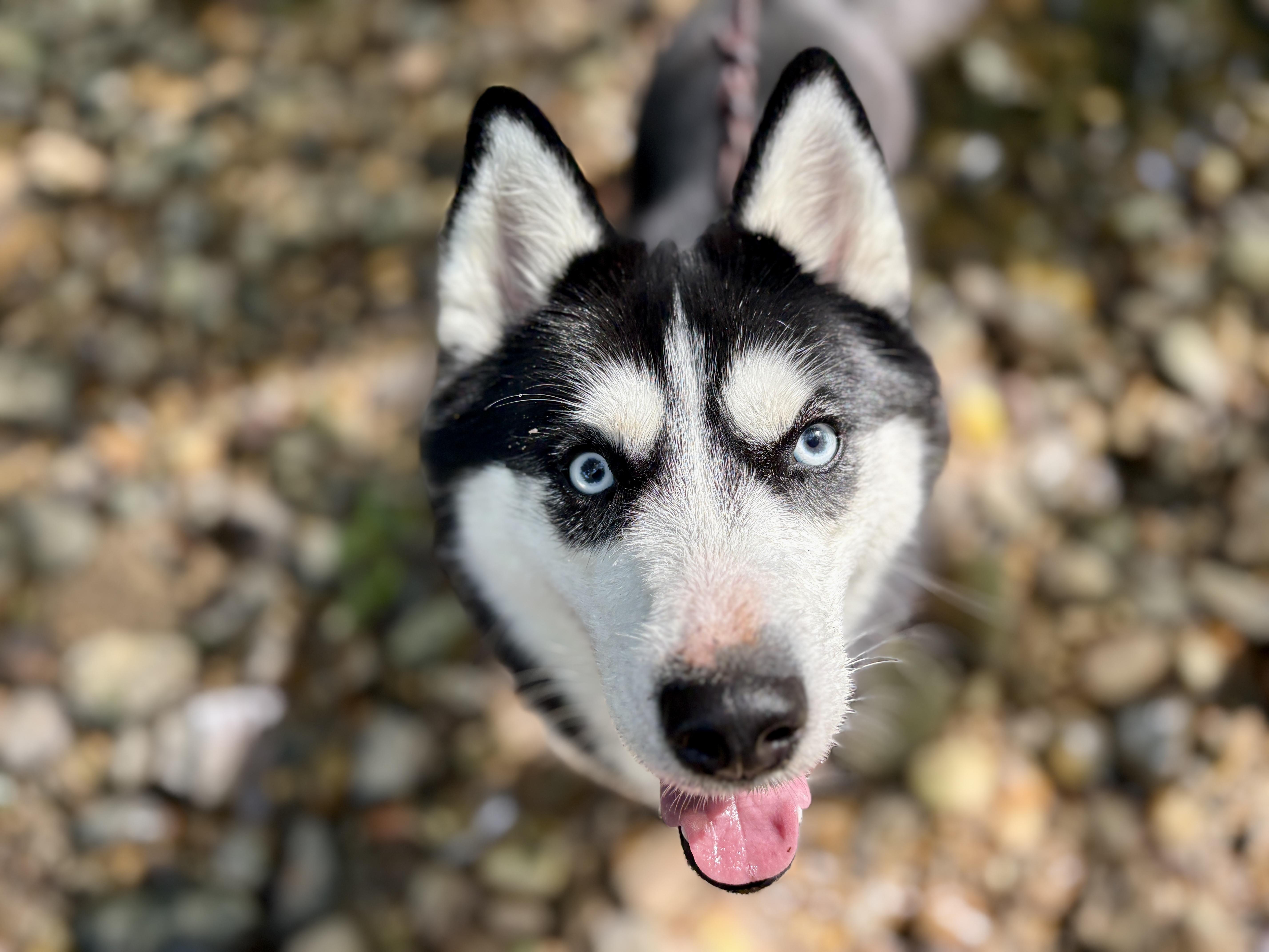 Enlarge Kaya, a ADOPTABLE Pomsky in Port Washington, NY image 4/4