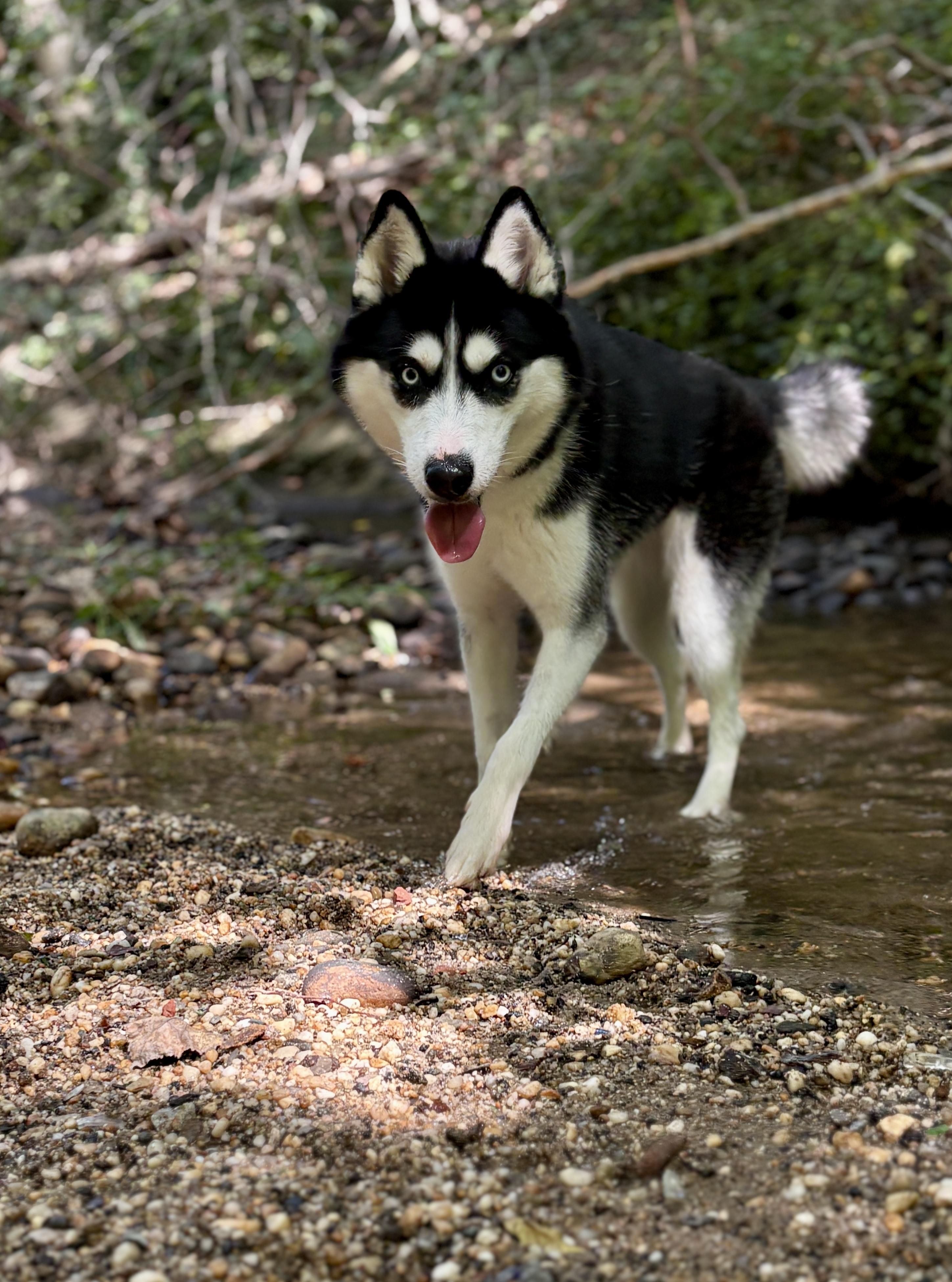 Enlarge Kaya, a ADOPTABLE Pomsky in Port Washington, NY image 2/4