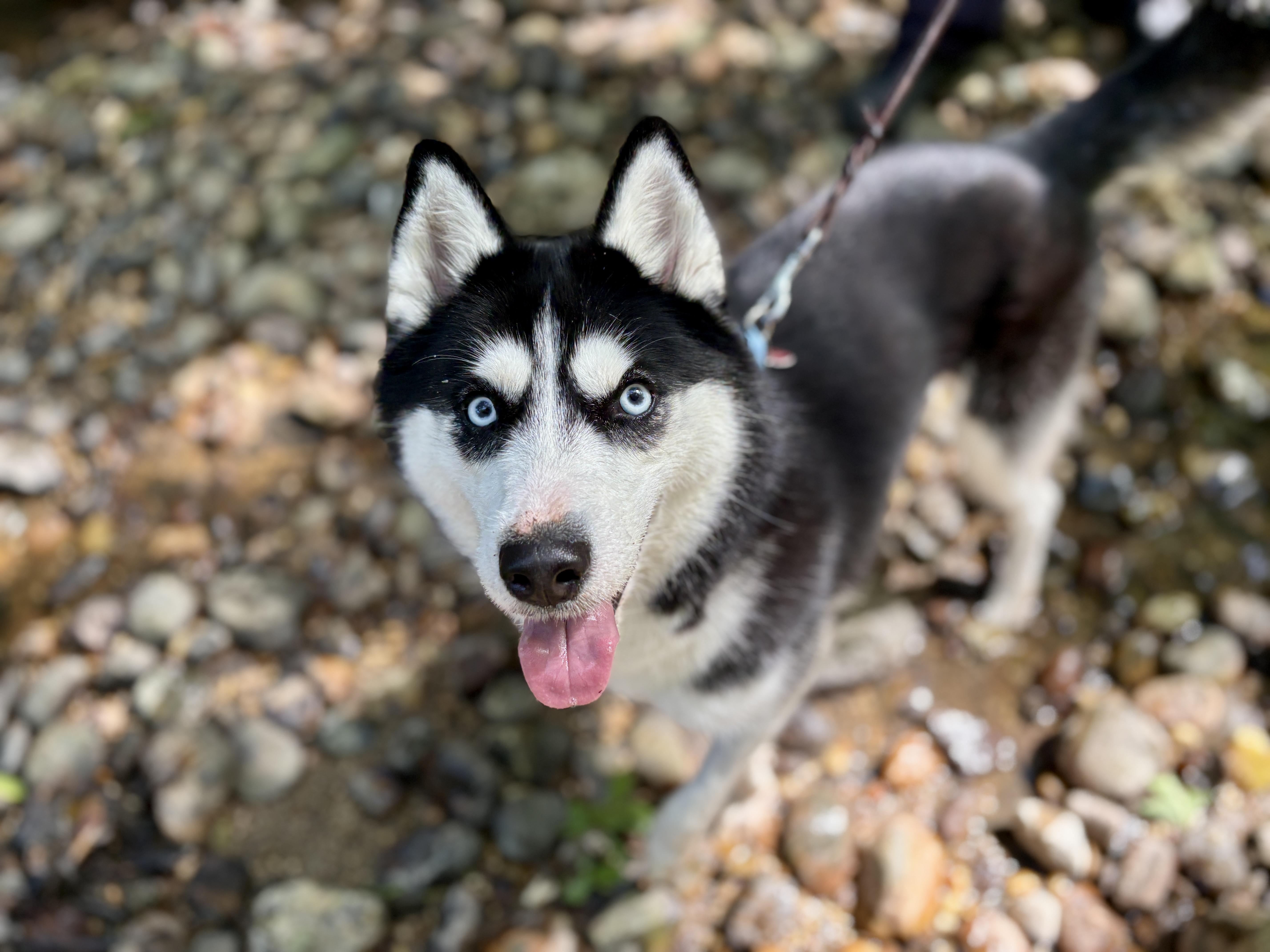 Kaya, ADOPTABLE, Young Female Pomsky.