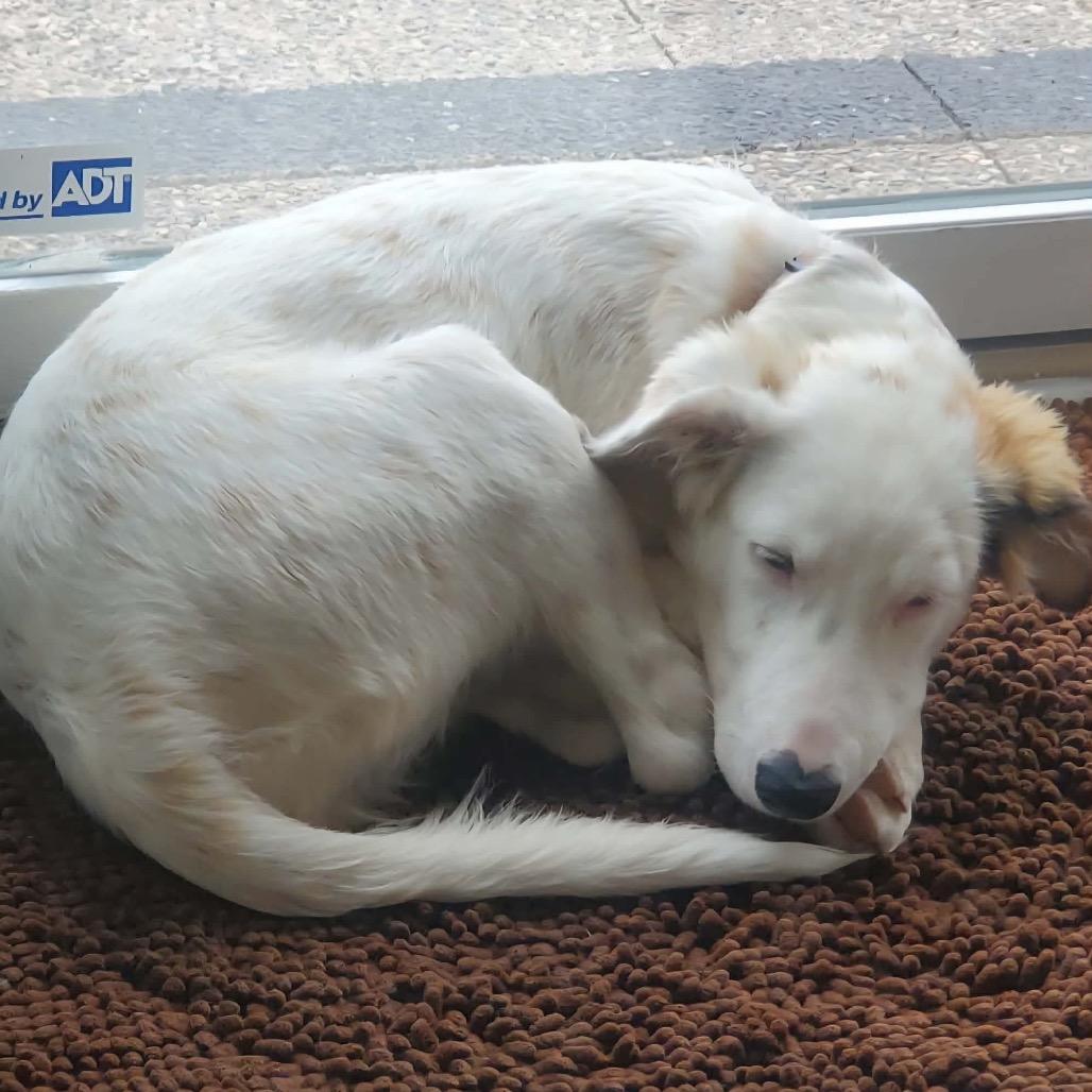Jadis, Adoptable, Puppy Female Great Pyrenees & Shetland Sheepdog / Sheltie.