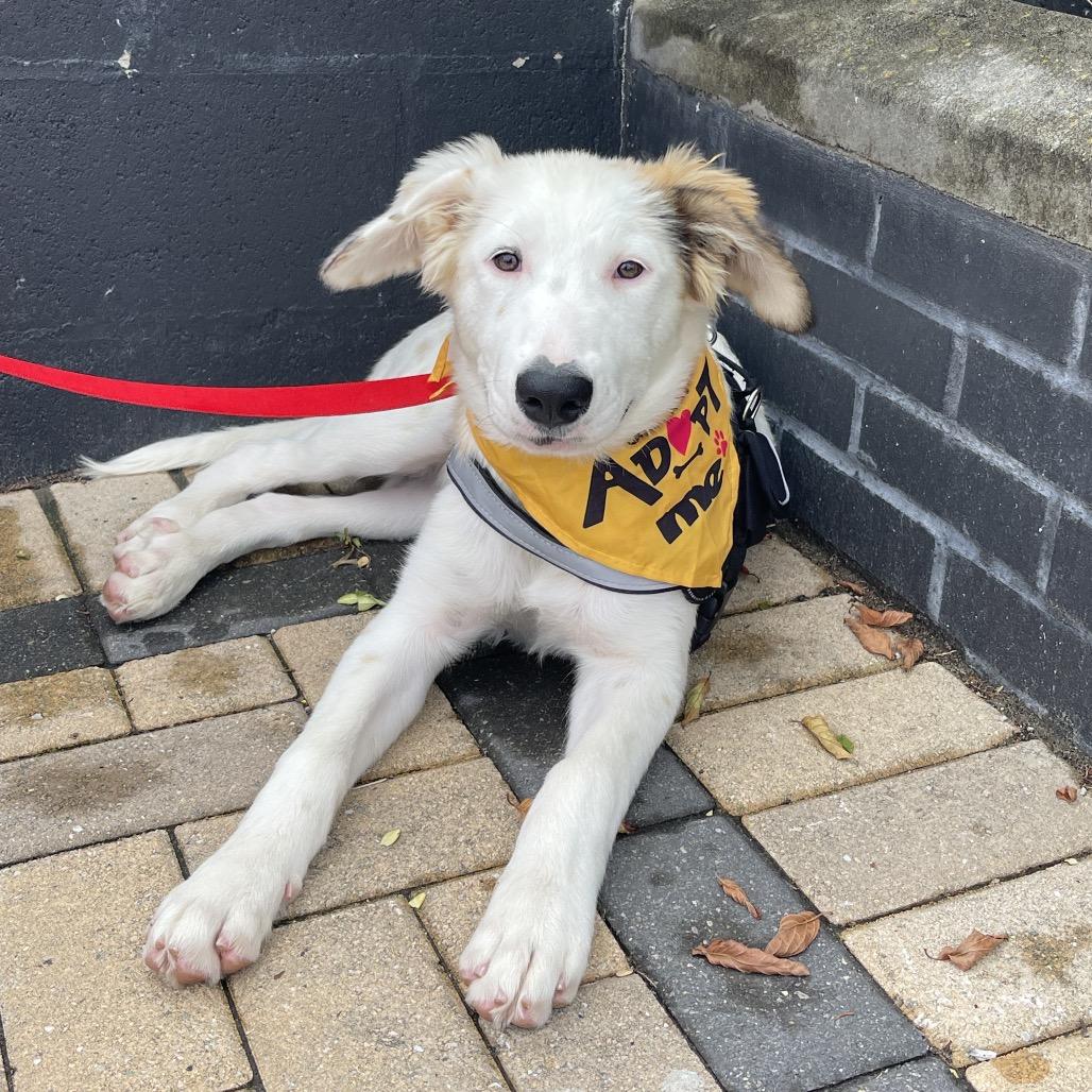 Enlarge Jadis, a Adoptable mixed breed in Ferndale, MI image 2/6