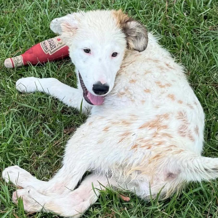 Enlarge Jadis, a Adoptable mixed breed in Ferndale, MI image 3/6