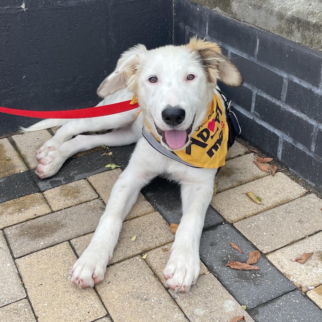 Enlarge Jadis, a Adoptable mixed breed in Ferndale, MI image 4/6