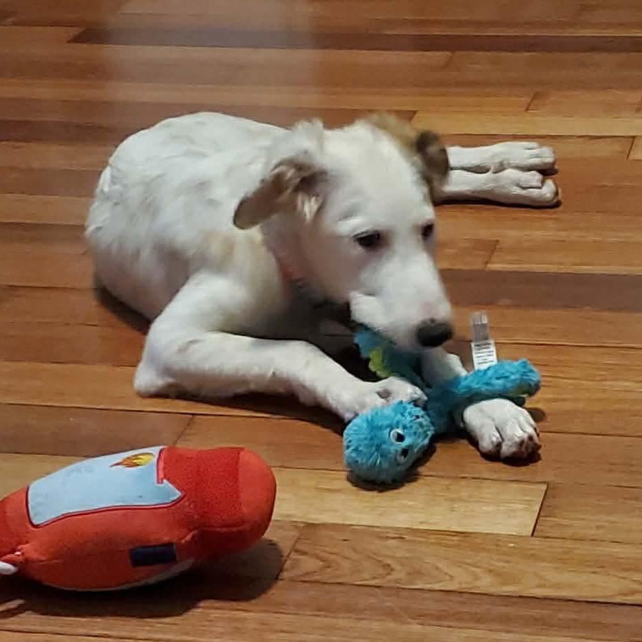 Enlarge Jadis, a Adoptable mixed breed in Ferndale, MI image 5/6