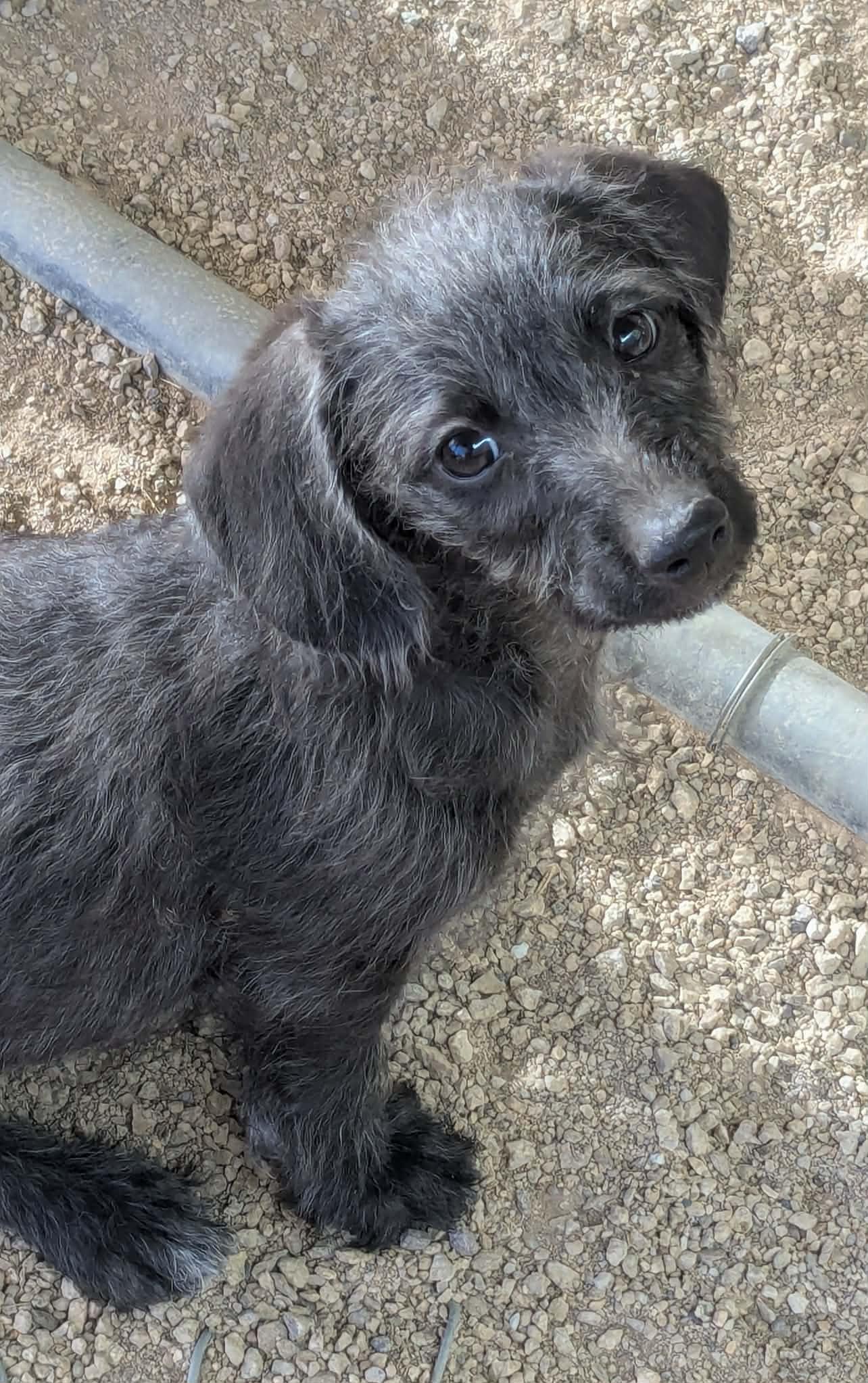 Gouda's Gorgonzola, Adopted, Puppy Female Dachshund & Poodle.