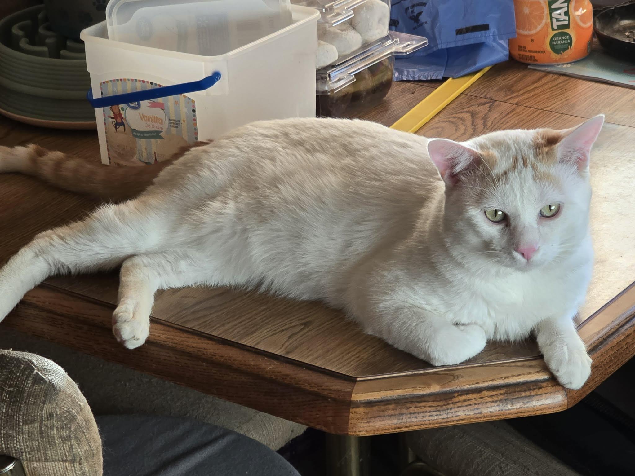 Leo, ADOPTABLE, Adult Male Domestic Short Hair.