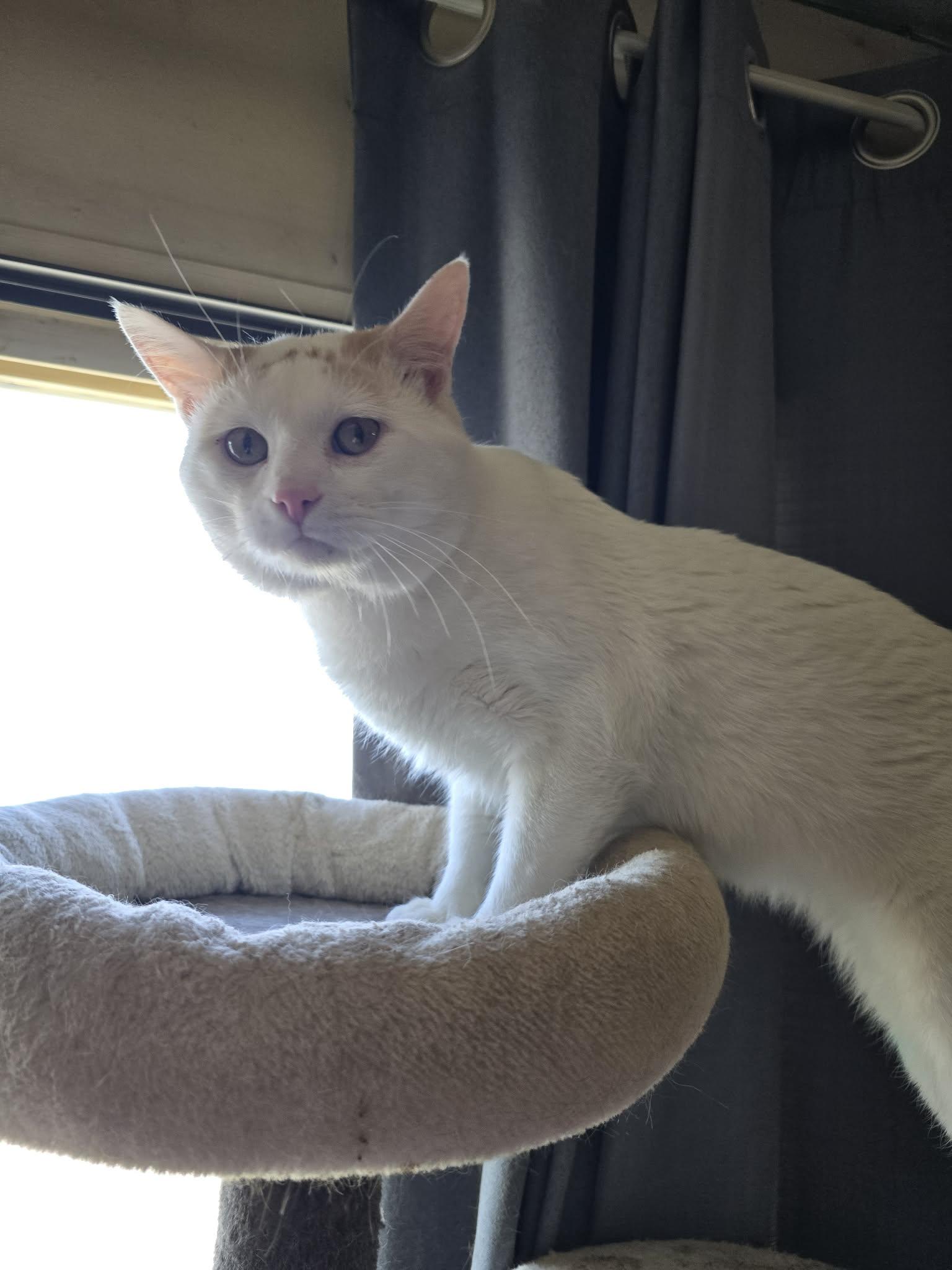 Enlarge Leo, a ADOPTABLE Domestic Short Hair in Price, UT image 2/3