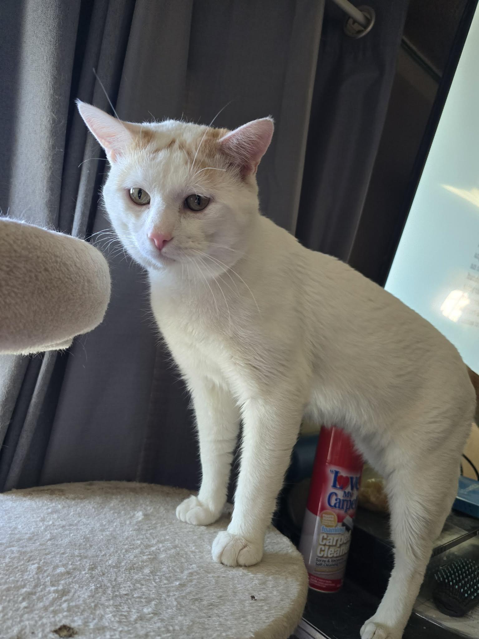 Enlarge Leo, a ADOPTABLE Domestic Short Hair in Price, UT image 3/3