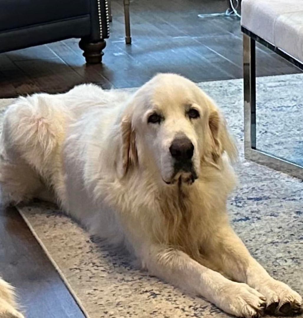 Enlarge Yeti, a Adoptable Great Pyrenees in Granbury, TX image 1/1
