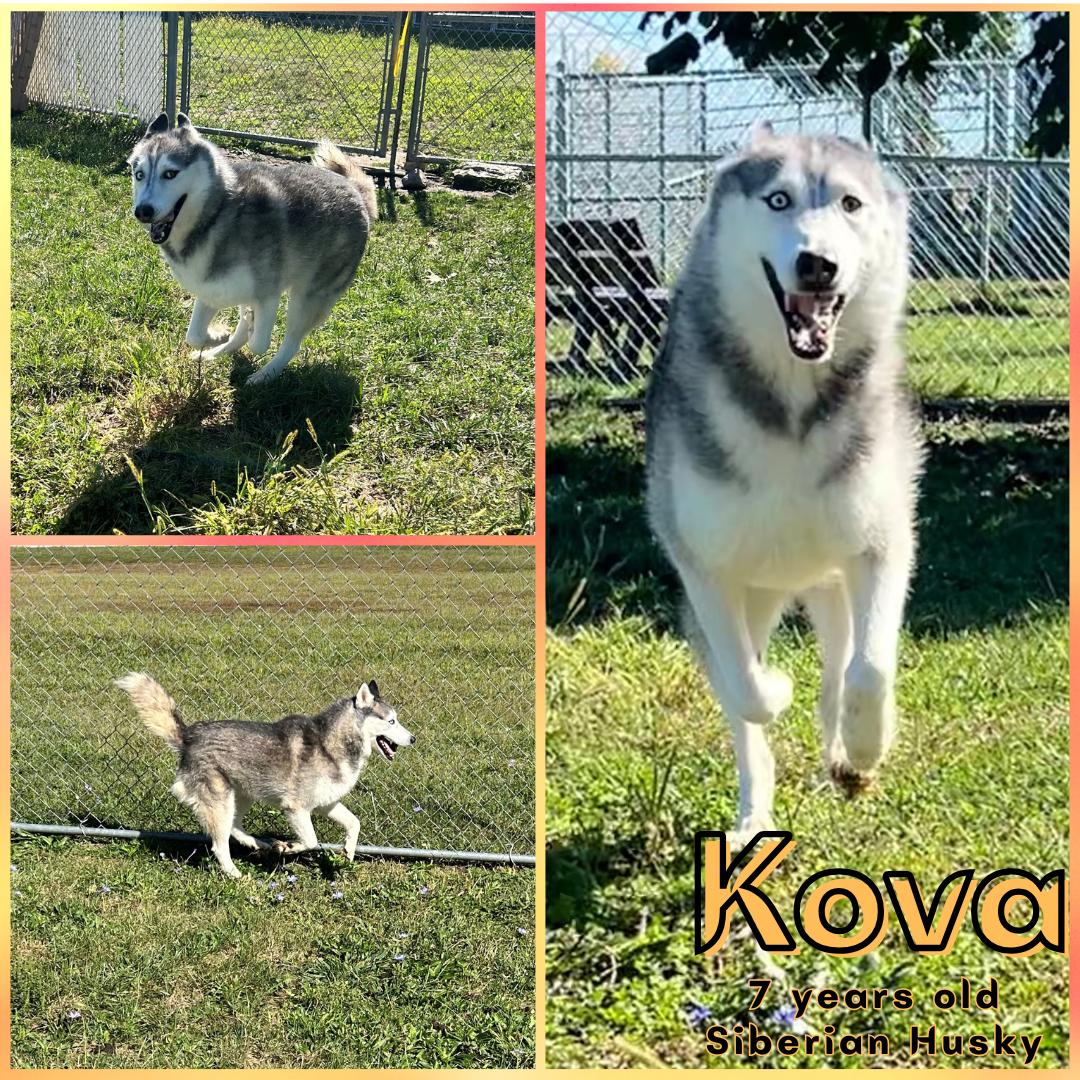 Enlarge Kova, a Adoptable Siberian Husky in Franklin, IN image 1/1