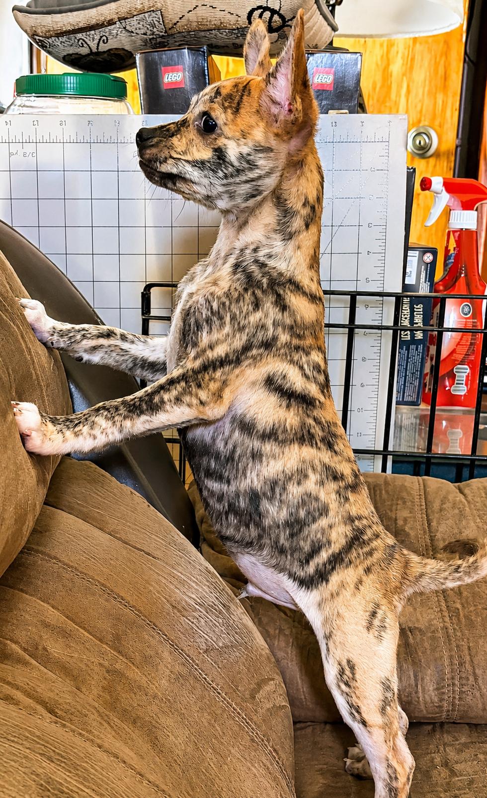Squiggy, a ADOPTABLE Mixed Breed in Kenosha, WI image 2/3