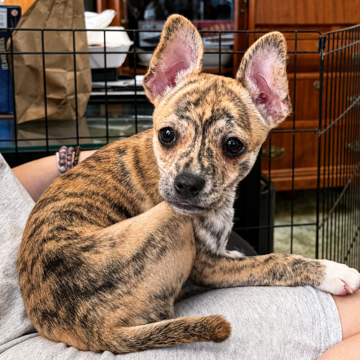 Squiggy, a ADOPTABLE Mixed Breed in Kenosha, WI image 3/3
