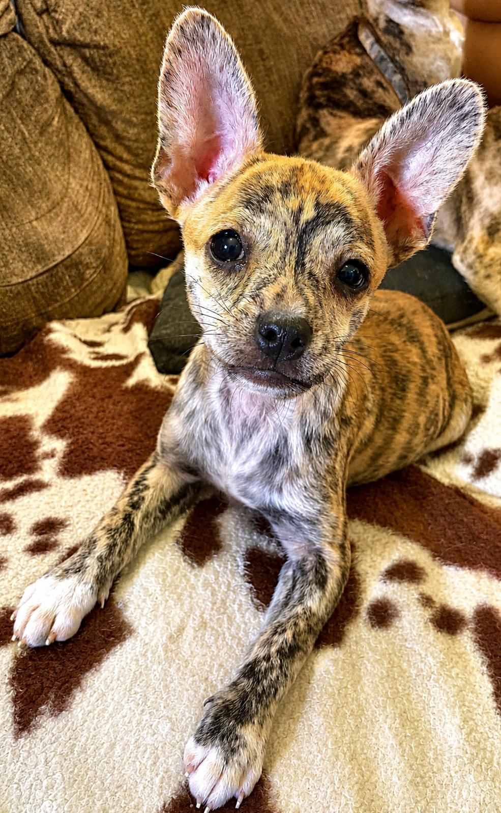 Squiggy, ADOPTABLE, Puppy Male Mixed Breed.