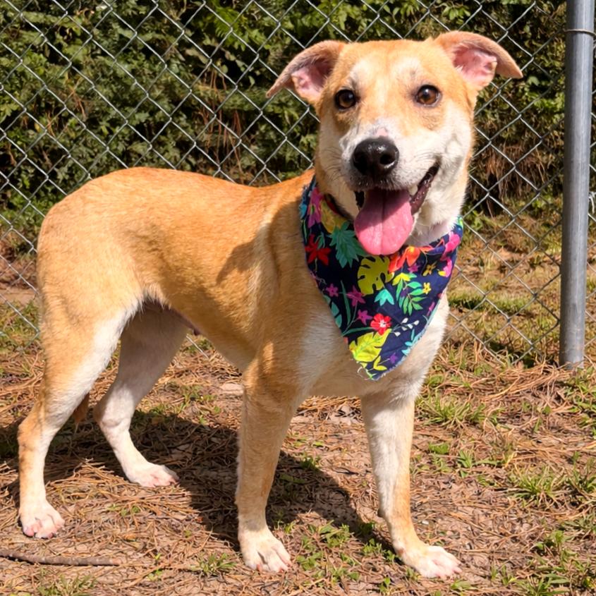 Enlarge Puptart, a Adoptable Mixed Breed in Lufkin, TX image 1/6