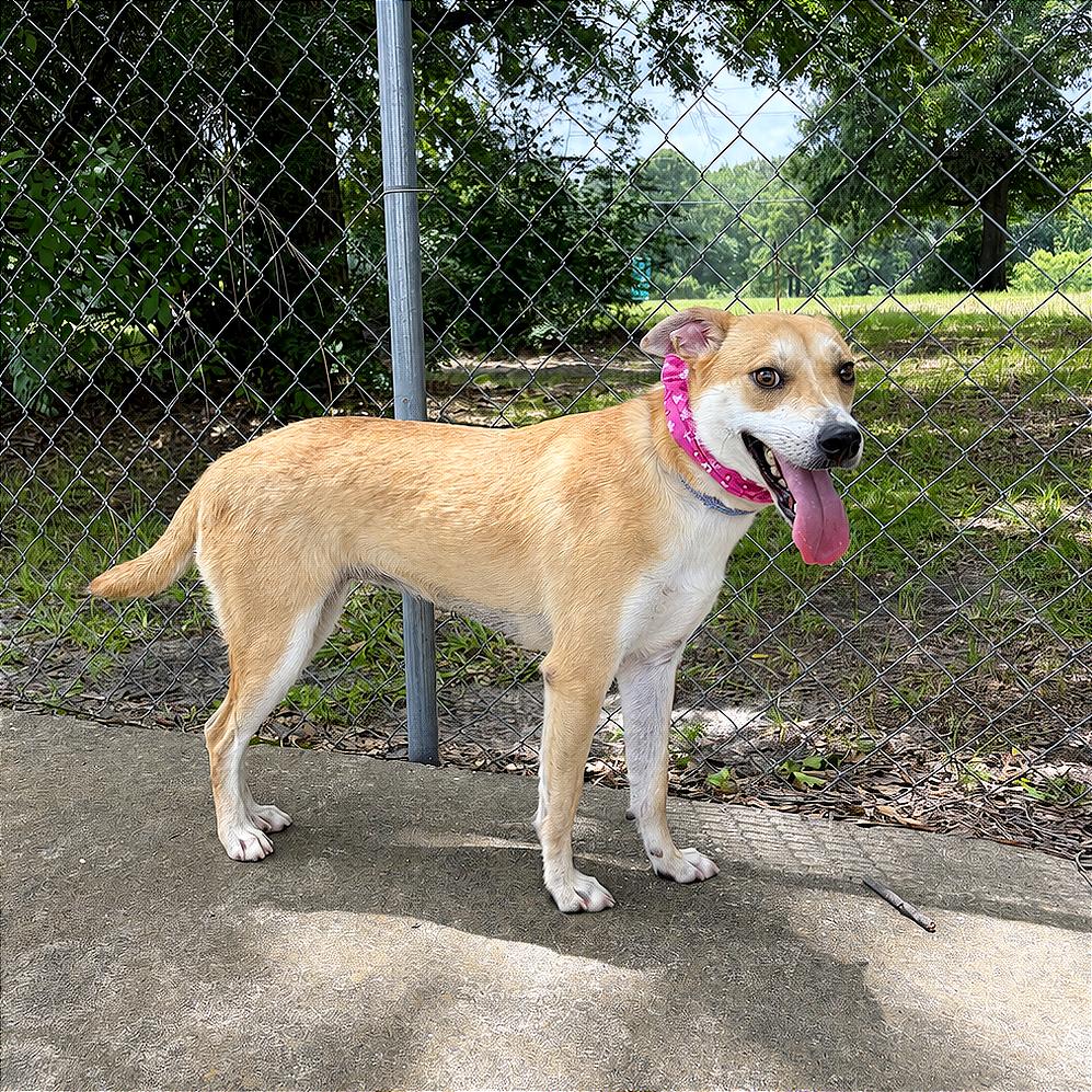 Enlarge Puptart, a Adoptable Mixed Breed in Lufkin, TX image 2/6