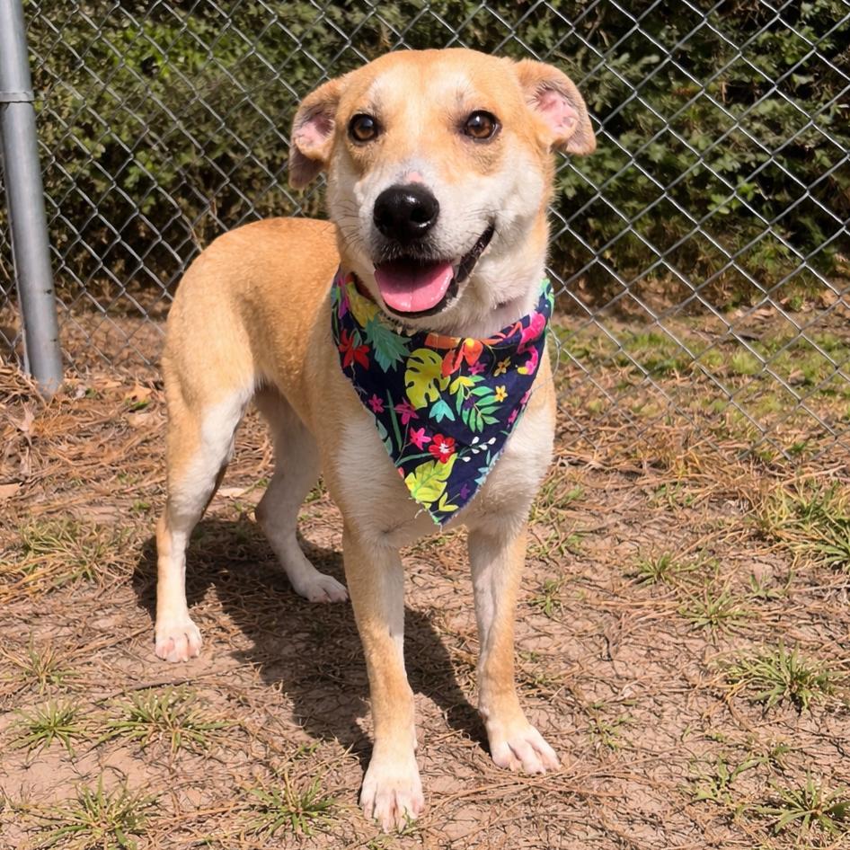 Enlarge Puptart, a Adoptable Mixed Breed in Lufkin, TX image 3/6